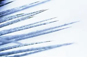 Cordyline: Cordyline