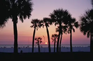 Nobilis: Cordyline