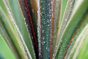 Cordyline: Cordyline