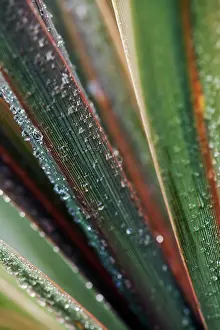 Cordyline: Cordyline