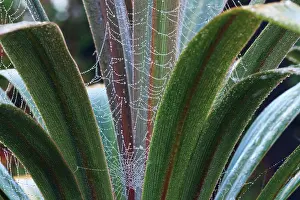 Cordyline: Cordyline