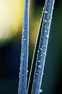 Cordyline: Cordyline