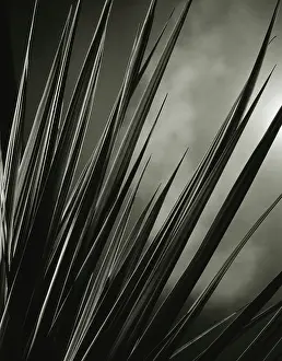 Sensational: Cordyline