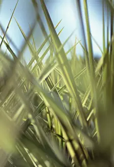 Layers: Cordyline