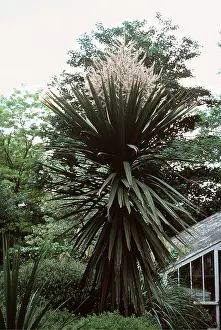 Allen Paterson: CORDYLINE AUSTRALIS