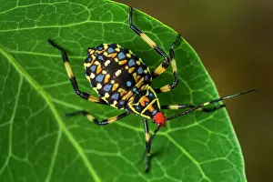 Mesquite: Coreid Bug / Leaf footed Bug / Mesquite Bug, Nymph