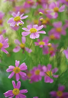 Coreopsis: Coreopsis