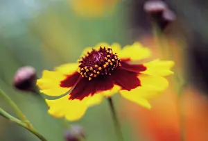 Coreopsis: Coreopsis