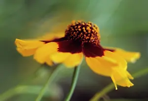 Coreopsis: Coreopsis