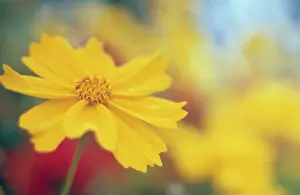 Auriculata: Coreopsis