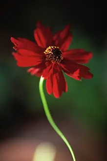 Coreopsis: Coreopsis