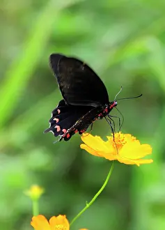 Auriculata: Coreopsis