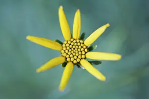 Coreopsis: Coreopsis