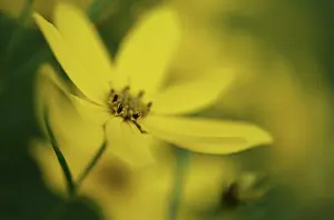 Tickseed: Coreopsis