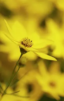 Tickseed: Coreopsis