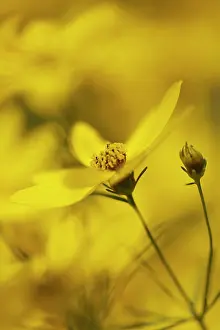 Tickseed: Coreopsis