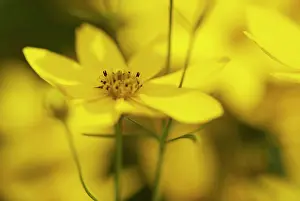 Tickseed: Coreopsis