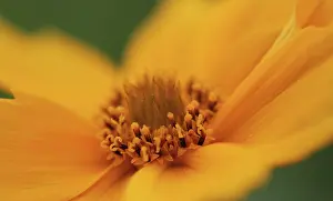 Auriculata: Coreopsis