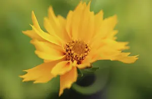 Auriculata: Coreopsis