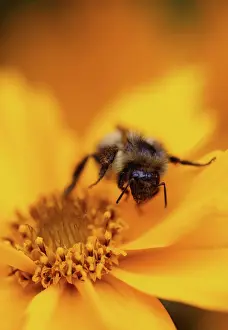Auriculata: Coreopsis