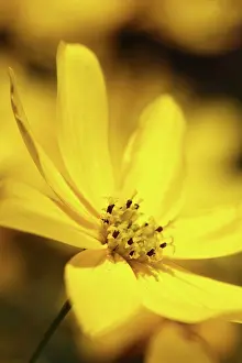 Rhizome: Coreopsis