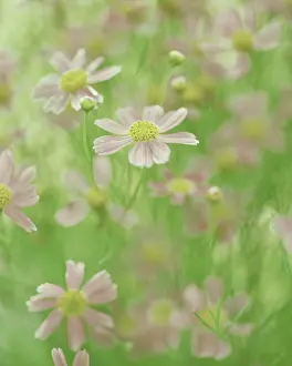 Enhanced: Coreopsis