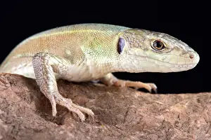 Omnivore: The Corfu green lizard (Lacerta trilineata major)