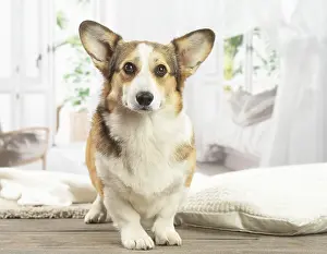 Corgi: Corgi dog indoors