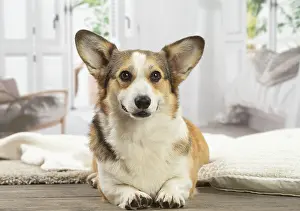 Corgi: Corgi dog indoors