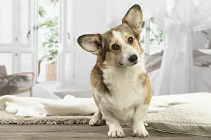 Corgi: Corgi dog indoors