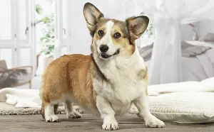 Corgi: Corgi dog indoors