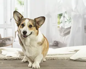 Corgi: Corgi dog indoors