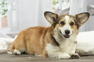 Corgi: Corgi dog indoors