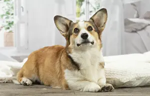 Corgi: Corgi dog indoors