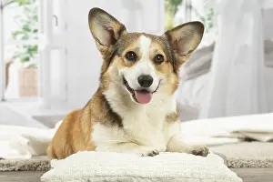 Sticking: Corgi dog indoors
