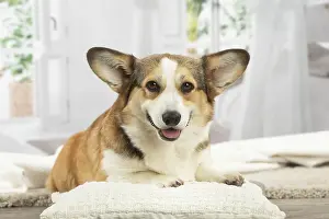 Corgi: Corgi dog indoors