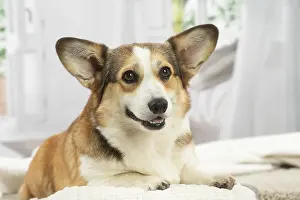 Corgi: Corgi dog indoors
