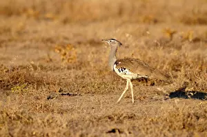 Bustards: Cori Bustard - standing in evening light