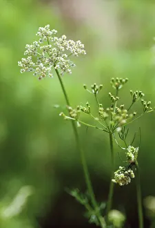 Coriander: Coriander