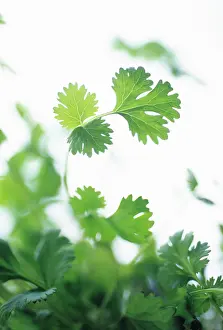 Coriander: Coriander