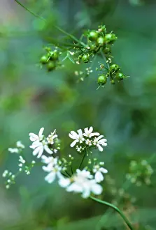 Coriander: Coriander