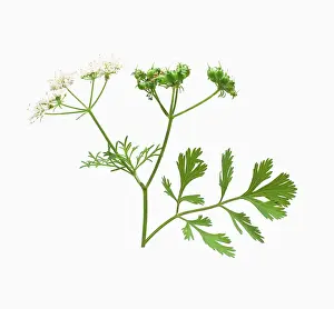 Coriander: Coriander