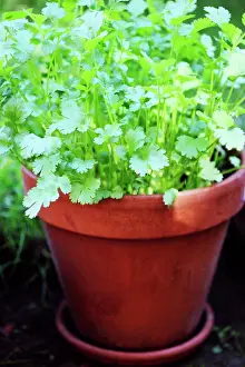 Coriander: Coriander