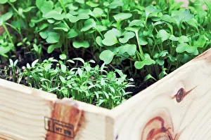 Coriander: Coriander