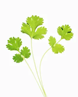 Coriander: Coriander