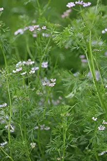 Coriander: Coriander