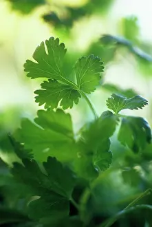 Sativum: Coriander