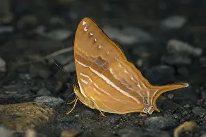Maria: Corinna Daggerwing butterfly (Marpesia corinna)