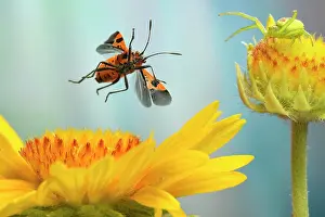 Hyoscyami: Corizus hyoscyami (Corizus hyoscyami) flies over