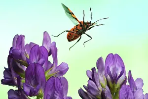 Clover: Corizus hyoscyami (Corizus hyoscyami), in flight